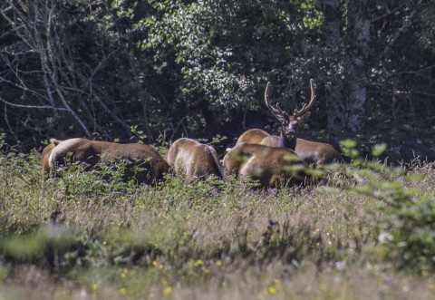 Roosvelt Elk