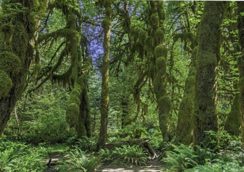 Hoh Rain Forest