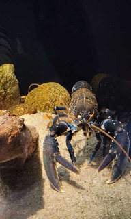 Lobster under waterat the Nordsoen Oceanarium, Hirtshals, Denmark
