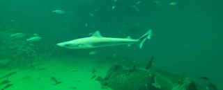 Shark underwater at the Nordsoen Oceanarium, Hirtshals, Denmark