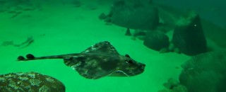 Ray under water at the Nordsoen Oceanarium, Hirtshals, Denmark
