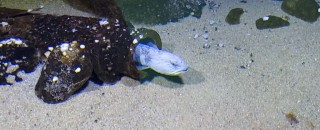 Eel underwater at the Nordsoen Oceanarium, Hirtshals, Denmark