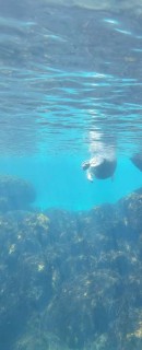 Seals at play at the Nordsoen Oceanarium, Hirtshals, Denmark