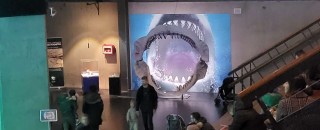 Huge shark mouth beside man in museum.